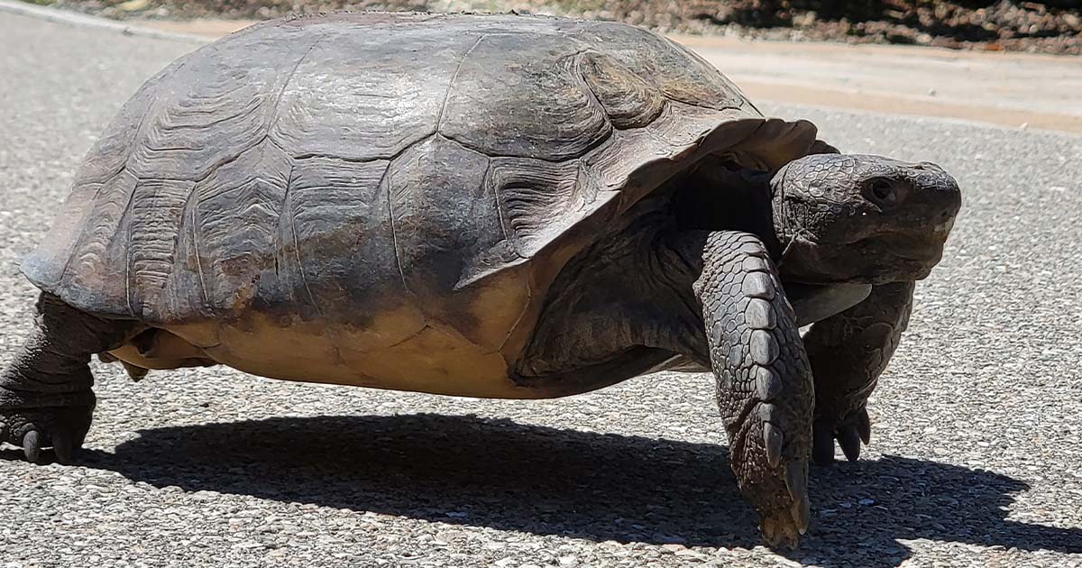 Sanibel Tortoise